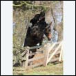 braes2010_0147