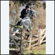 braes2010_0148