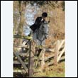 braes2010_0156