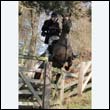 braes2010_0157