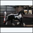 chaps5_0048