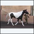 chaps5_0065