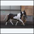chaps5_0066