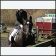 durdress25_0173