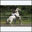 durdress26_0732