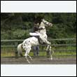 durdress26_0733