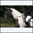 durdress26_1034