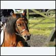durdress27_0061