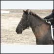 durdress9_0249
